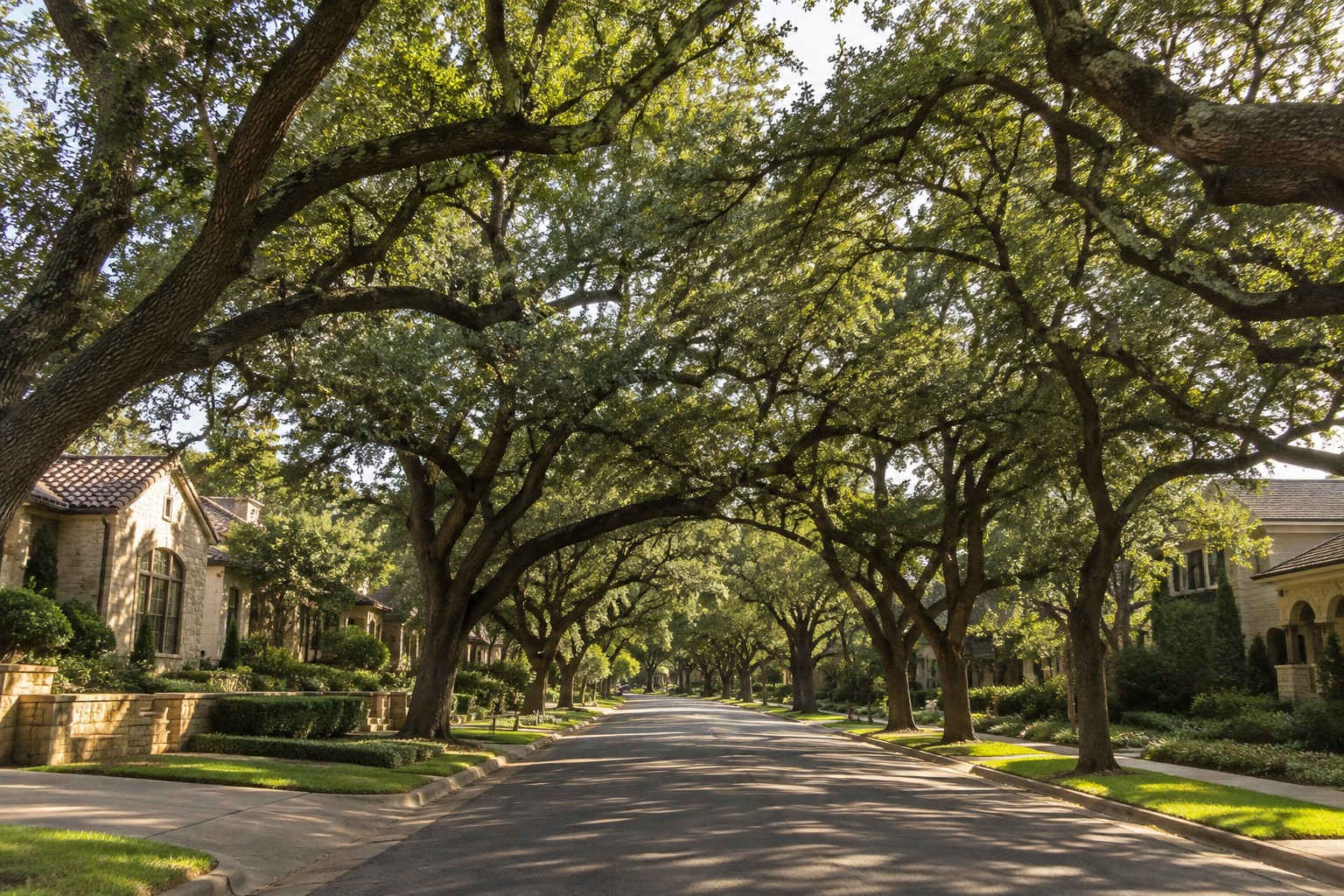 A tree lined Austin, Texas street
